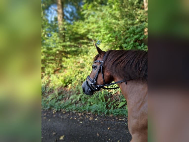 New Forest Pony Mix Merrie 17 Jaar 130 cm Bruin in Neukirchen