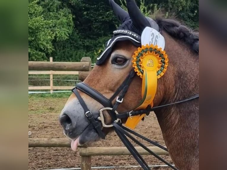 New Forest Pony Mix Merrie 17 Jaar 130 cm Bruin in Neukirchen