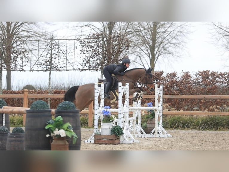 New Forest Pony Merrie 17 Jaar 147 cm Bruin in Oost West en Middelbeers