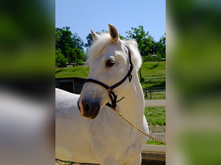 New Forest Pony Merrie 18 Jaar 139 cm Schimmel in Dietikon