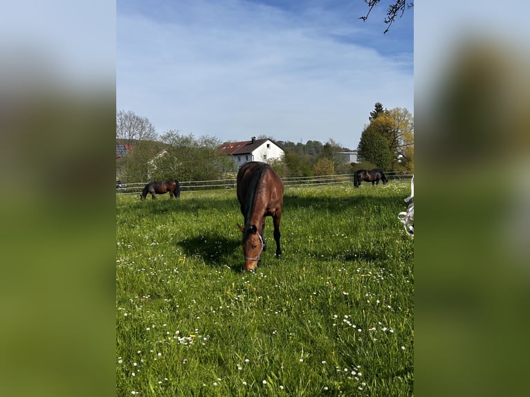 New Forest Pony Merrie 18 Jaar 145 cm Bruin in Heidenheim an der Brenz