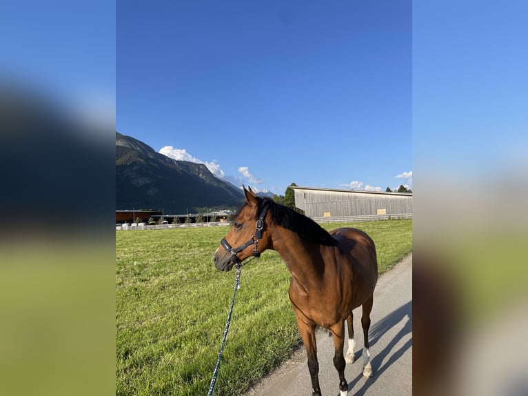 New Forest Pony Merrie 18 Jaar 148 cm Bruin in Innsbruck