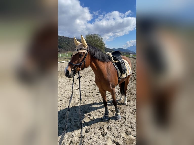 New Forest Pony Merrie 18 Jaar 148 cm Bruin in Innsbruck