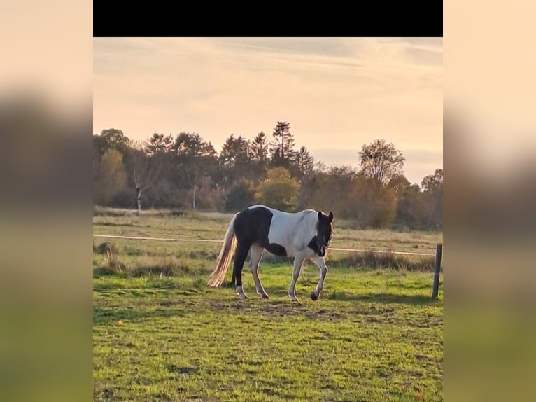 New Forest Pony Merrie 18 Jaar 152 cm Gevlekt-paard in Varel