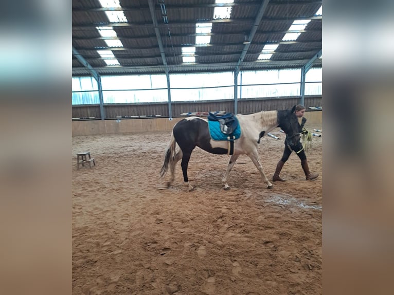 New Forest Pony Merrie 18 Jaar 152 cm Gevlekt-paard in Varel