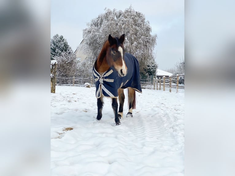 New Forest Pony Merrie 19 Jaar 146 cm Bruin in Appen