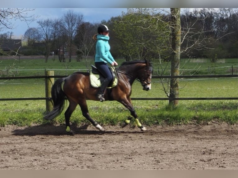 New Forest Pony Merrie 19 Jaar 146 cm Bruin in Appen