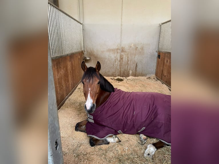 New Forest Pony Merrie 19 Jaar 148 cm Bruin in Oestrich-Winkel
