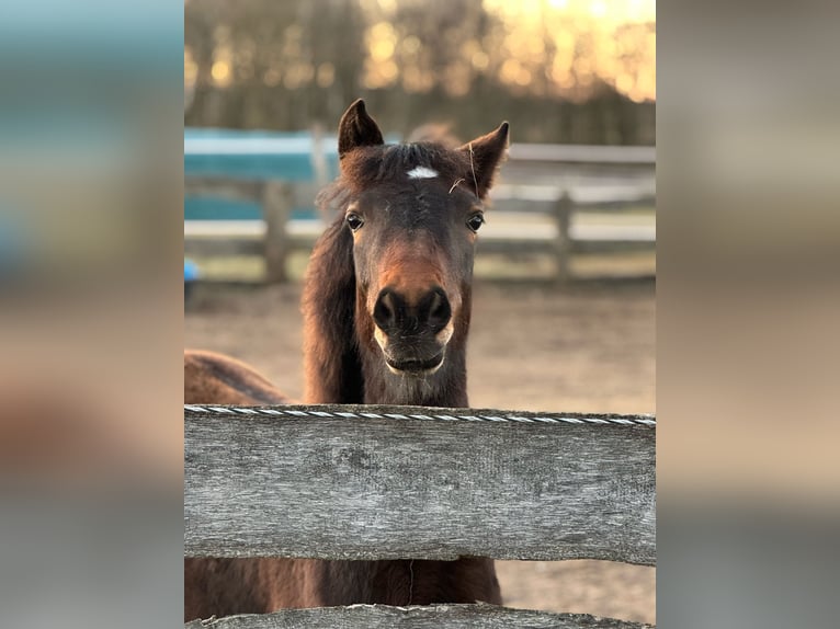 New Forest Pony Mix Merrie 1 Jaar 140 cm Donkerbruin in G&#xFC;ster