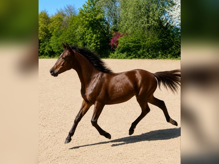 New Forest Pony Merrie 1 Jaar 144 cm Bruin in Aurich