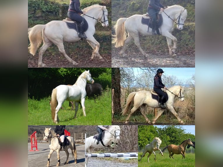 New Forest Pony Merrie 1 Jaar 147 cm Cremello in Saint Jean de la Ruelle