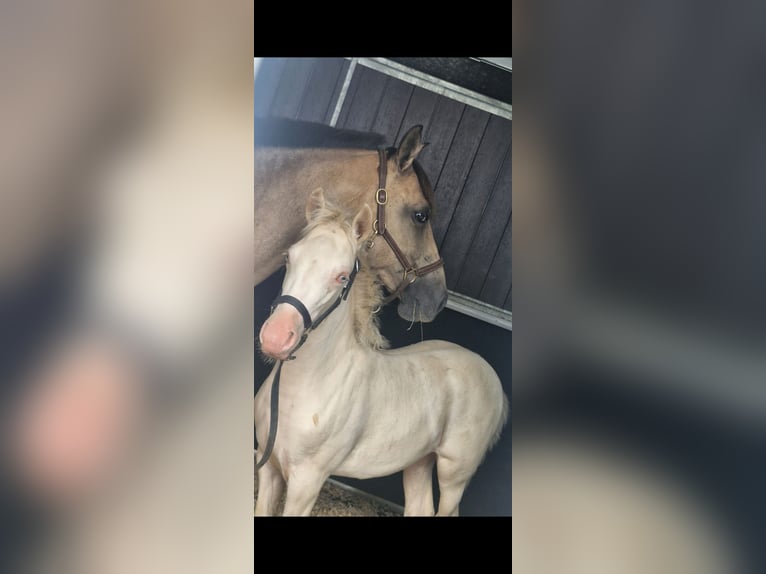 New Forest Pony Merrie 1 Jaar 147 cm Cremello in Saint Jean de la Ruelle