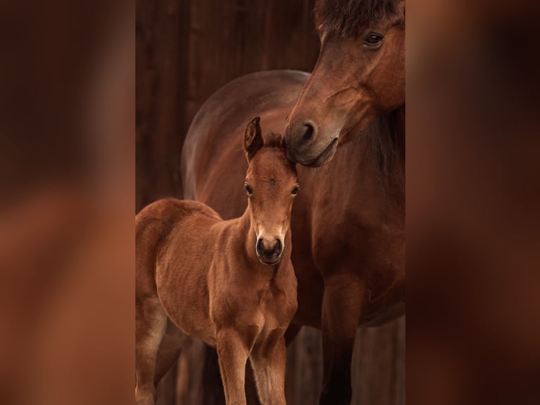 New Forest Pony Merrie 1 Jaar Bruin in Pentling