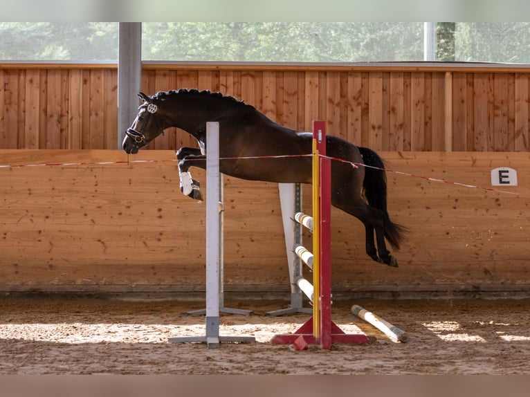 New Forest Pony Merrie 1 Jaar Donkerbruin in Pentling