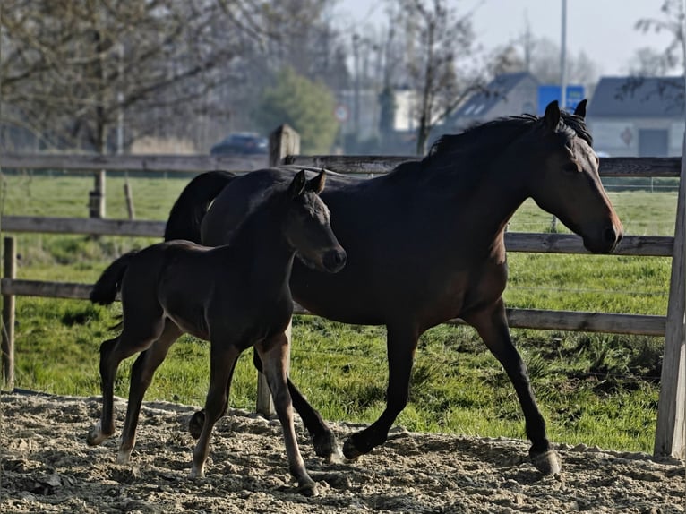 New Forest Pony Merrie 20 Jaar 147 cm Bruin in Willebroek