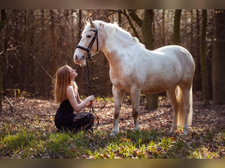 New Forest Pony Mix Merrie 21 Jaar 135 cm Tobiano-alle-kleuren in Ried