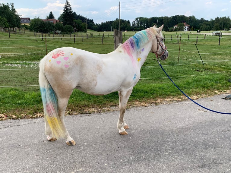 New Forest Pony Mix Merrie 21 Jaar 135 cm Tobiano-alle-kleuren in Ried