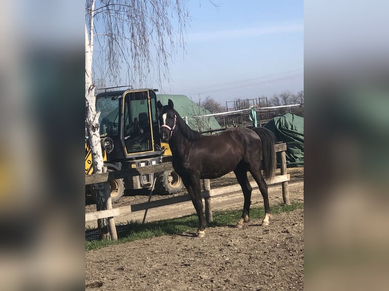 New Forest Pony Merrie 2 Jaar 141 cm Zwart in Szigethalom