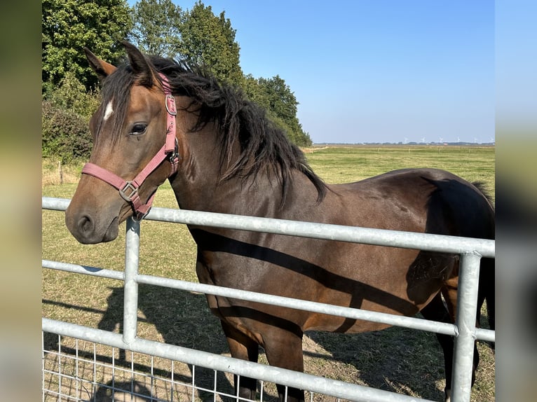 New Forest Pony Merrie 2 Jaar 146 cm Bruin in Finsterwolde