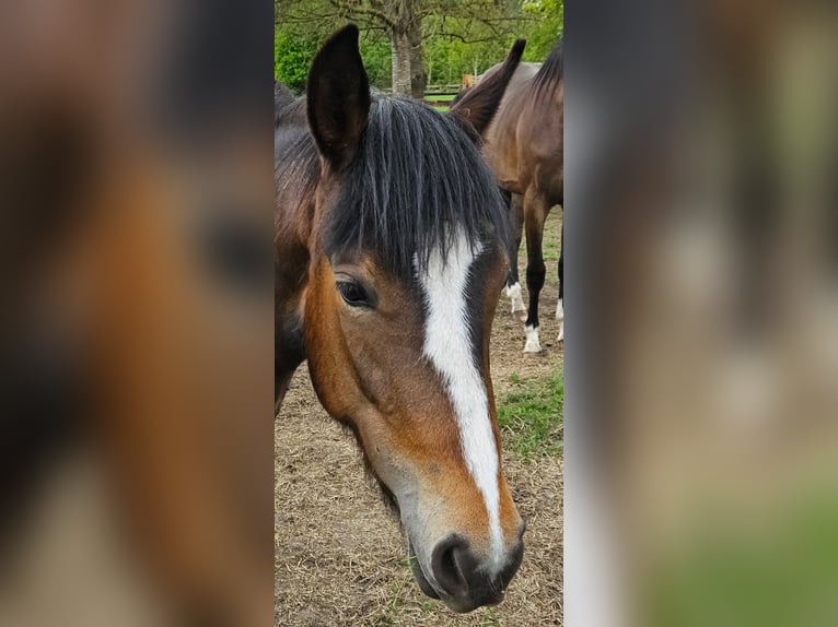 New Forest Pony Merrie 2 Jaar Bruin in Basdahl
