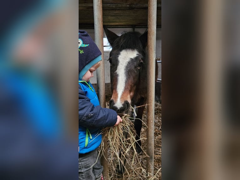 New Forest Pony Merrie 2 Jaar Bruin in Basdahl