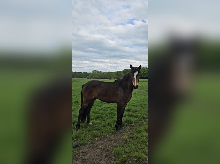 New Forest Pony Merrie 2 Jaar Bruin in Basdahl