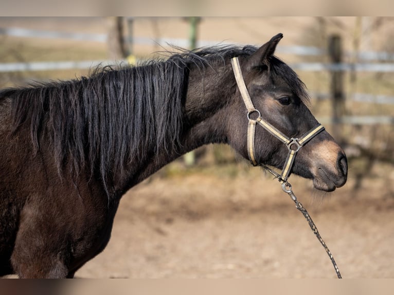 New Forest Pony Merrie 2 Jaar Bruin in Pentling