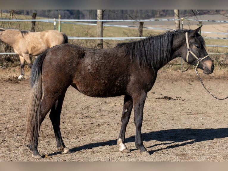 New Forest Pony Merrie 2 Jaar Bruin in Pentling