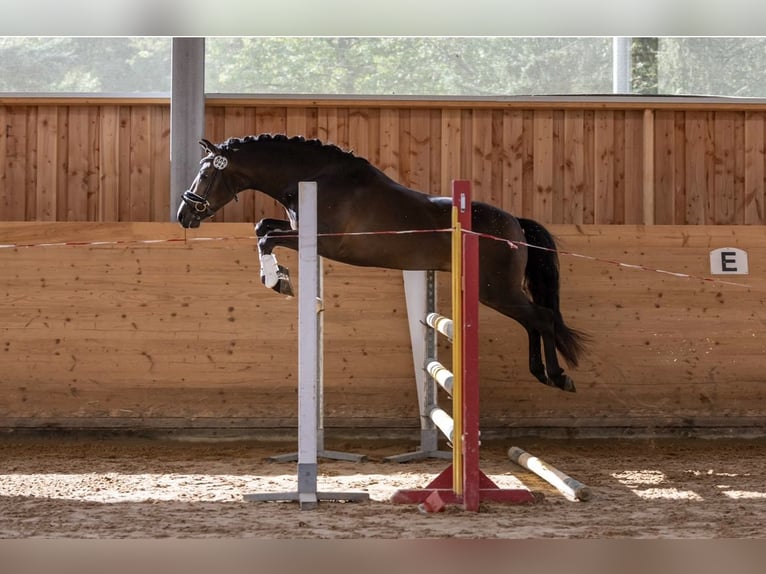 New Forest Pony Merrie 2 Jaar Bruin in Pentling