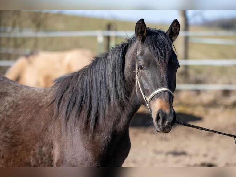 New Forest Pony Merrie 2 Jaar Bruin in Pentling