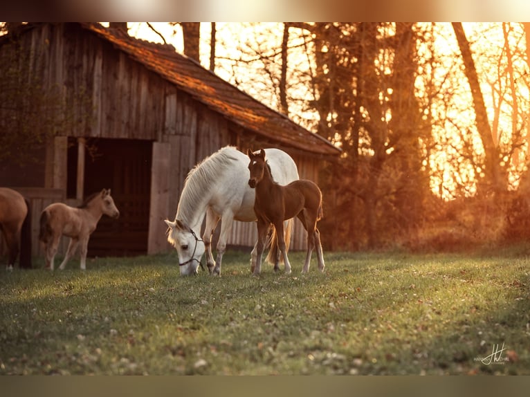 New Forest Pony Merrie 2 Jaar Bruin in Pentling