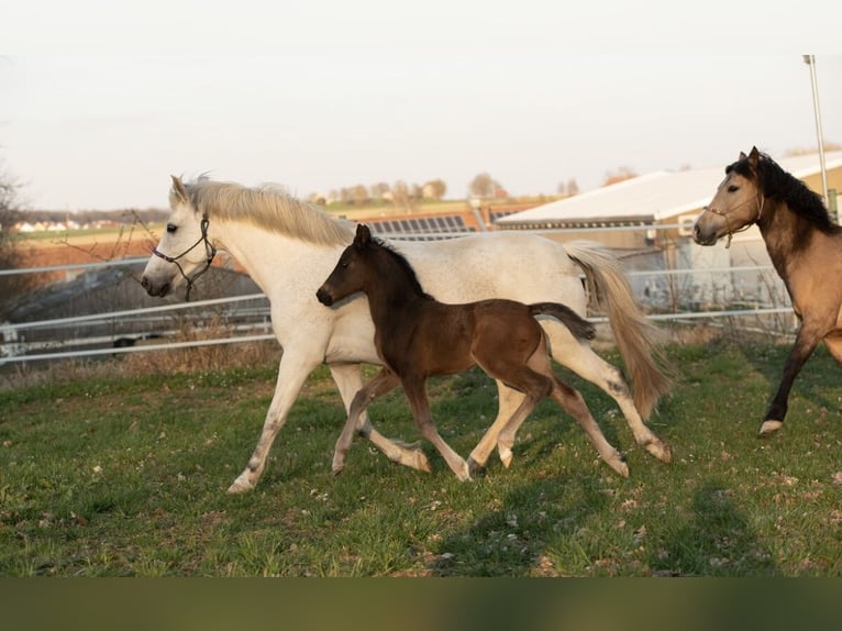 New Forest Pony Merrie 2 Jaar Bruin in Pentling