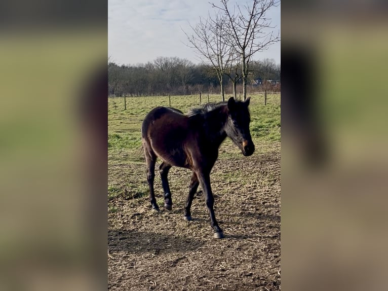 New Forest Pony Mix Merrie 3 Jaar 130 cm Zwartbruin in Swalmen