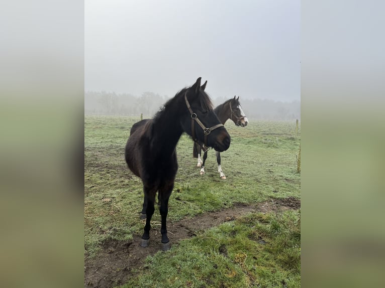 New Forest Pony Mix Merrie 3 Jaar 130 cm Zwartbruin in Swalmen