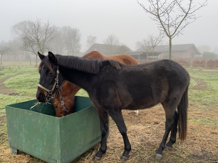 New Forest Pony Mix Merrie 3 Jaar 130 cm Zwartbruin in Swalmen