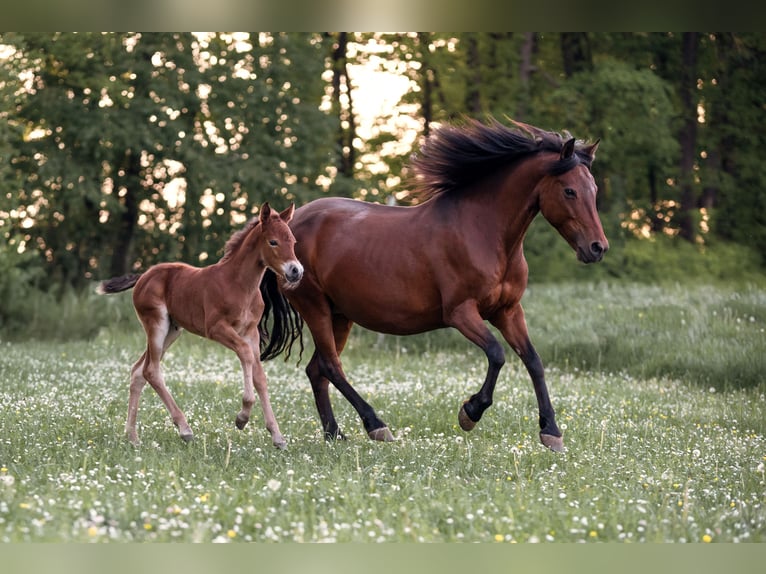 New Forest Pony Merrie 3 Jaar 136 cm Bruin in Pentling