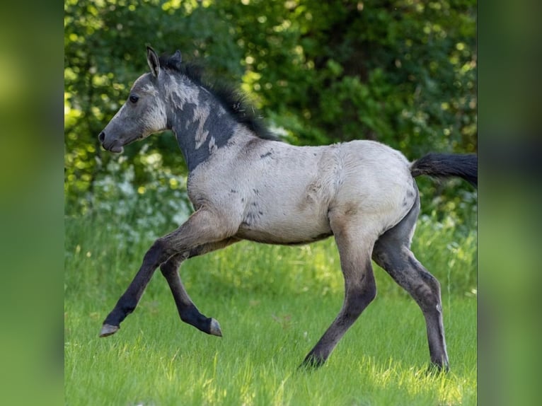 New Forest Pony Merrie 3 Jaar 138 cm Falbe in Blekendorf