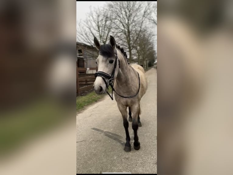 New Forest Pony Merrie 3 Jaar 138 cm Falbe in Blekendorf