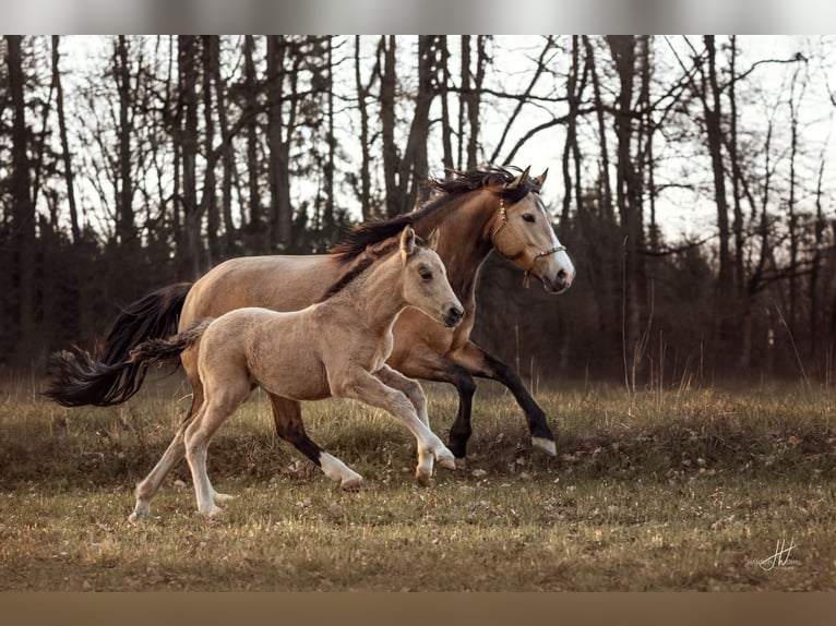 New Forest Pony Merrie 3 Jaar 140 cm Buckskin in Pentling