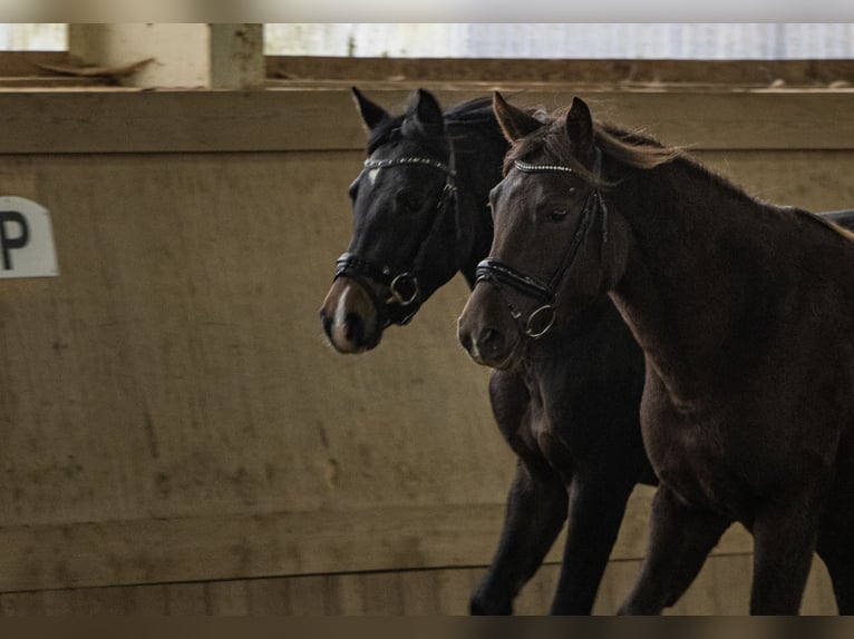 New Forest Pony Merrie 3 Jaar 140 cm Donkere-vos in Pronstorf