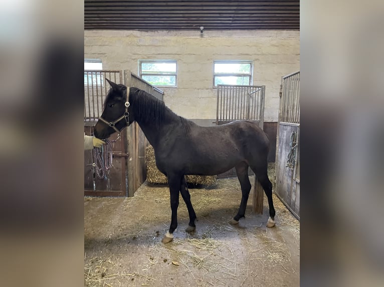 New Forest Pony Merrie 3 Jaar 141 cm Buckskin in Pentling