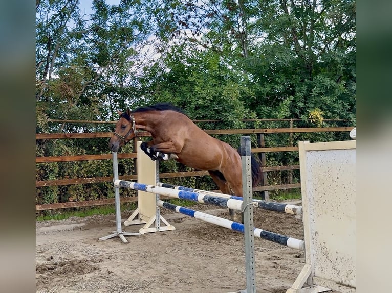 New Forest Pony Merrie 3 Jaar 145 cm Bruin in Harreveld