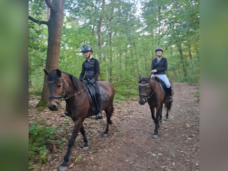 New Forest Pony Merrie 3 Jaar 145 cm Bruin in Harreveld