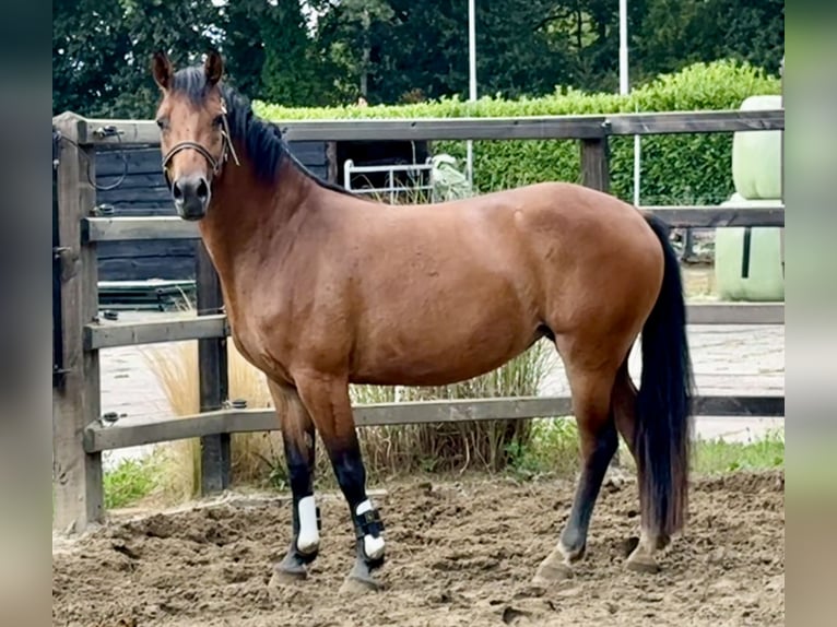 New Forest Pony Merrie 3 Jaar 145 cm Bruin in Harreveld