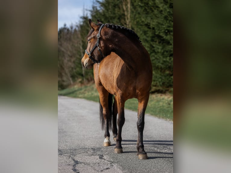 New Forest Pony Merrie 3 Jaar 146 cm Brauner in Abtenau