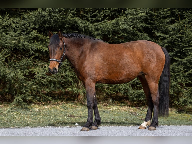 New Forest Pony Merrie 3 Jaar 146 cm Brauner in Abtenau