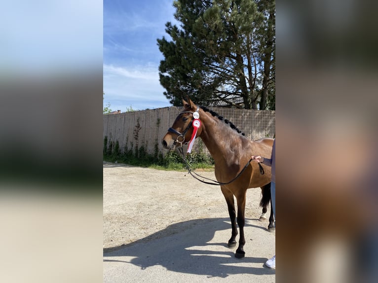 New Forest Pony Merrie 3 Jaar 148 cm Bruin in Abtenau