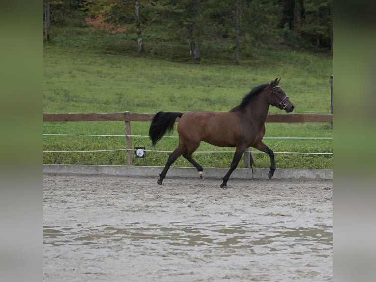 New Forest Pony Merrie 3 Jaar 148 cm Bruin in Abtenau