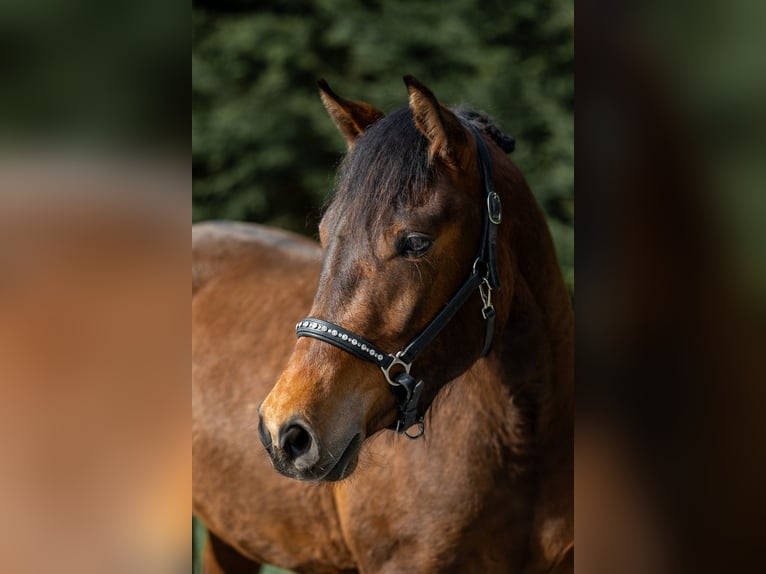 New Forest Pony Merrie 3 Jaar 148 cm Bruin in Abtenau