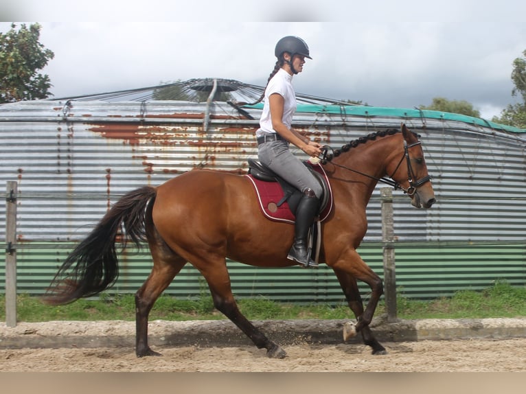 New Forest Pony Mix Merrie 3 Jaar 155 cm Bruin in Eemnes